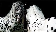 Amazing Horse - Noriker