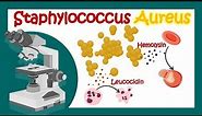 Staphylococcus Aureus | Pathology | Microbiology | What is the best treatment for Staph aureus?