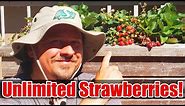 7 Tips To Increase Your Strawberry Yields