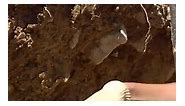 💎 Rocks For The Spirit Find a Crazy Crystal Dagger (Arkansas Quartz Mining)