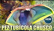 Pez tubícola chusco - Blenia (curiosidades)