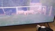 Fan Mail E33: Sheepdog Watching Sheep On The TV