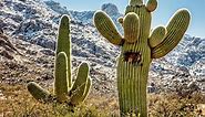The Secrets of The Cacti | PBS