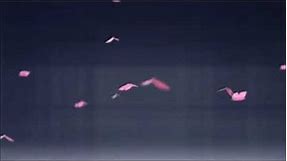 Aesthetic Pink Colour Butterfly Flying Overlay Video Background