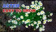 ASTER FLOWER | How to Propagate. Guaranteed Easy Steps. Planting Made Easy.