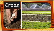 Science - How to grow crops - English