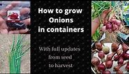 How to Onions in grow bags|Growing Onions from seeds