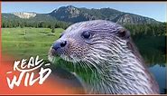How Otters Survive In The Rocky Mountains | River Masters | Real Wild