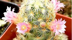 Mammillaria elongata - Ladyfinger Cactus