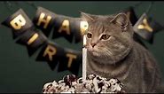 Cat Birthday- Happy Birthday Song with Cats