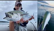 Rhode Island Albie fishing- Narragansett Bay (false albacore)