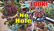 How to GROW Succulent in POTS WITH NO HOLE | GSwLK