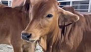 #Amazing #Cows and Bulls #Big Bulls Service Moment Big Cattle Farm #Muscular Tiger Print Bull , #Printed Cow #Nine Big Bulls Taking Rest After Having Lunch Sadeeq Agro #New Four Teeth Holstein | Biggest Bulls