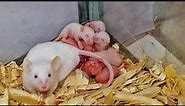 My New Fancy Albino Mice Babies (White Mouse) 🐭 |Pet Mouse | rats | Hamster