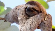 Sloth Lifespan: How Long Do Sloths Live?