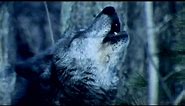 Why Do Wolves Howl at the Moon? | BBC Earth Kids
