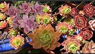 Common But Beautiful Succulents | TALK ABOUT SUCCULENTS #4 | Growing Succulents with LizK