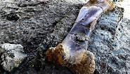 Massive 1,100-pound bone of 'world's biggest dinosaur' found
