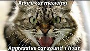 Angry cat meowing | Aggressive cat sound 1 hour