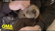 Two rescued baby sea otters find forever home at Georgia Aquarium l GMA Digital