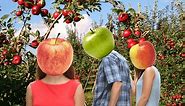 A definitive ranking of the apples of New Zealand