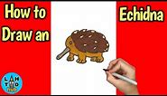 How to Draw an Echidna