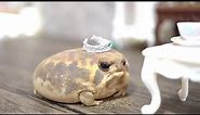 Rain frogs, wake up. Cute assortment🎁 3