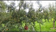 Apple variety Bramley Seedling