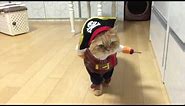Viral Video UK: Pirate Cat!