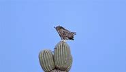 Great Horned Owls in flight. Male and female meet briefly on a saguaro cactus then mom flies to the nest. Nikon Z9. | Jack Uellendahl