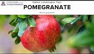 Edible Landscapes Tour: Pomegranate (Punica granatum)