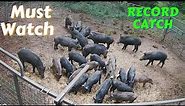 25 Wild Hogs Trapped in the Game Changer Jr Hog Trap. Biggest catch with Cellular Hog Trap.