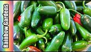 How to Grow Over 20 Pounds of Jalapenos in only 2 Square Feet!