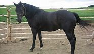 Azteca Horse Information, Origin, History, Pictures