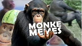 Ultimate Monke Memes Compilation