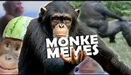 Ultimate Monke Memes Compilation