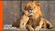 Lion Cubs Are Introduced To Their Father | Predator Perspective | Love Nature