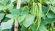 How To Grow Southern Peas The Right Way | Garden Season Guide