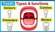 Types of teeth 🦷 | Incisors, canines, premolars & molars
