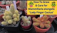 How to Grow & Care for Mammillaria elongata 'Lady Finger Cactus' #cacti #cactus