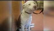 Heartbreaking Moment This Pit Bull Realizes His Family Is Surrendering Him Will Make You Cry!