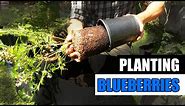 Blueberry Planting Tips - Garden Quickie Episode 147