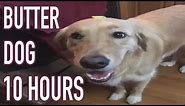 Butter Dog 10 Hours