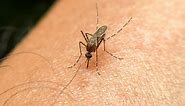 Mosquito season set to hit hard