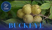 Tree of the Week: Buckeye