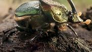 Green beetle romance | Nat Geo Wild