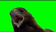 Eagle Green Screen Video | Eagle flying Green Screen Video | Eagle hunting green screen video