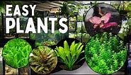 These 12 Aquarium Plants are the Easiest to Grow!