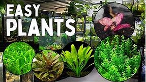 These 12 Aquarium Plants are the Easiest to Grow!
