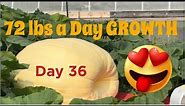 Giant Pumpkin Patch Tour & Grow 6 on 1 Plant